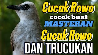 Download lagu Trucuk langka ropelan cucak rowo, cocok buat masteran cucak rowo dan trucuk mp3