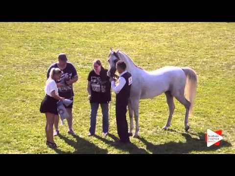 2nd Place N.64 EL COSIMO - Ströhen 2015 C-Show - Senior Stallions Championship (Class 18)