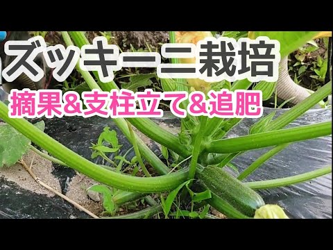 ズッキーニの鉢植えを始めるのに最適な時期はいつですか?  庭園
