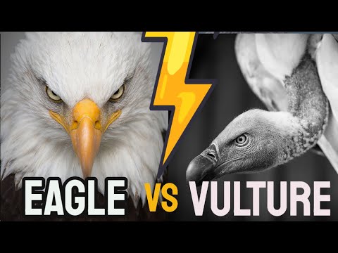 Eagle Vs Vulture | Who will Win | Who is the real King of Sky | Sweet Nature Vibes