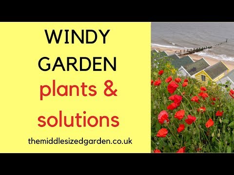 Windy garden plants and solutions