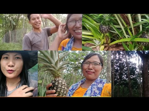 NAGA HAJWO ANARJ (PINEAPPLE)LAINW THANGDWMWN