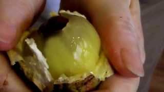 preview picture of video 'Borneo Fruit-Sarawak new garden fruit-The Crystal Fruit (Pometia Pinnata)'