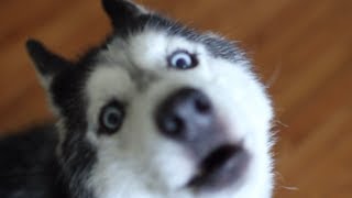 MISHKA WANTS WAFFLES!!! - Talking Husky Dog