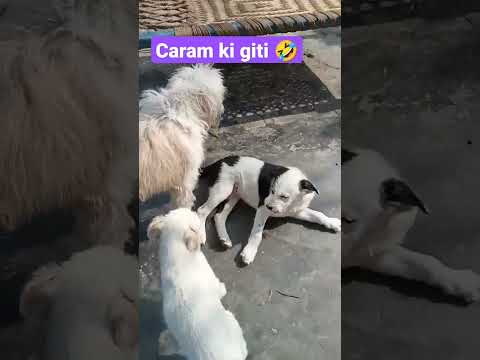 bada ho ja caram ki giti 😱🤣😝#shorts #viral #cute #dog#puppy