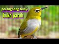 Suara Pleci Ngalas Ngeriwik Untuk Perangsang Bunyi Ngalas Gacor Buka Paruh