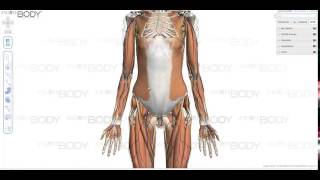 Zygote Body2 궤도 자습서