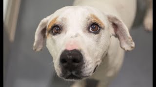 LIVE: Adoptable Dog in NYC Looking for Forever Home | The Dodo by The Dodo