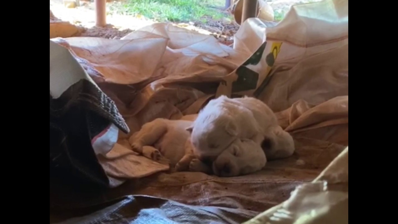 Hilltops Free Range eggs Maremma puppies sleeping in a pile