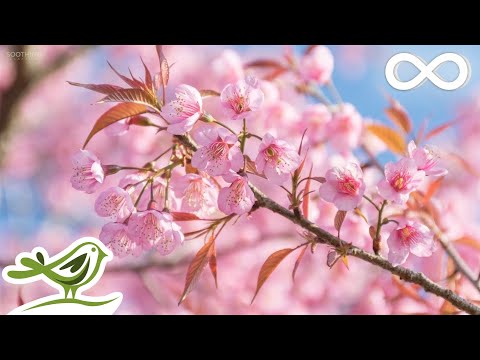 download lagu mp3 mp4 ABOVE BEYOND PTS TRANQUILITY Mp3, download lagu ABOVE BEYOND PTS TRANQUILITY Mp3 gratis, unduh video klip ABOVE BEYOND PTS TRANQUILITY Mp3
