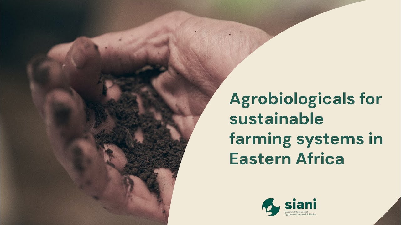 Agrobiologicals for sustainable farming systems in Eastern Africa | SIANI
