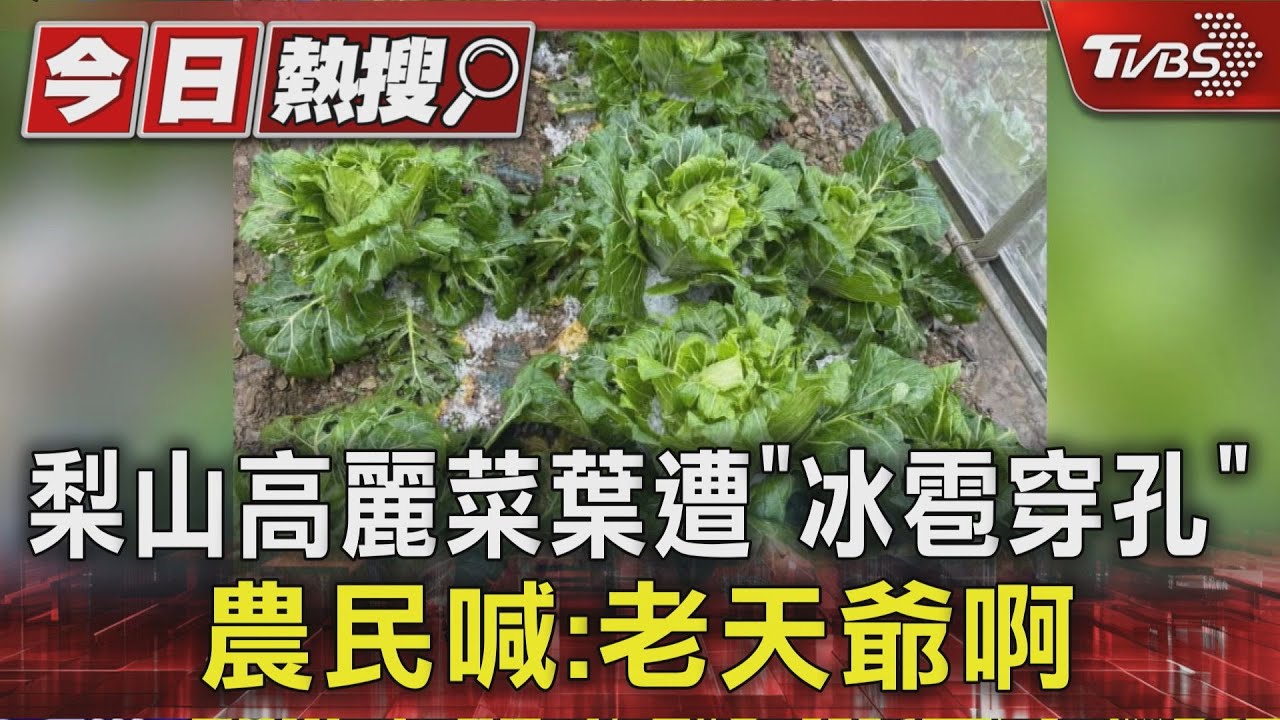 梨山高麗菜慘遭「冰彈轟炸」！玉山登山路白花花　屏東豔陽秒下冰雹
