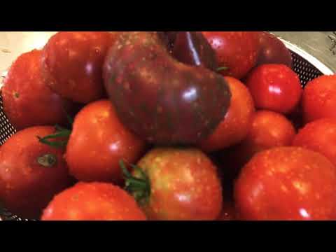 Processing tomatoes using the REBER #3 Raw Rutes tomato strainer | canning spaghetti sauce | recipe