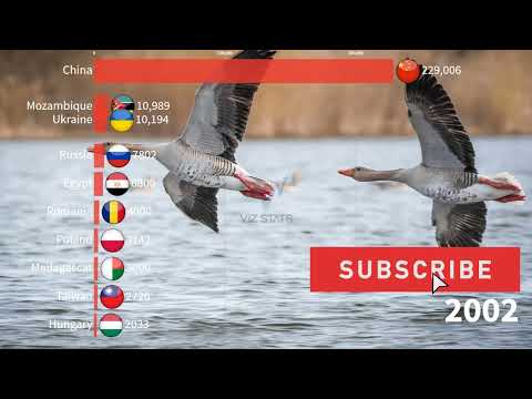 Goose chasing people | Top 10 countries with Geese population