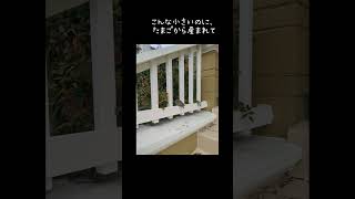 鳥の赤ちゃんが玄関にいた