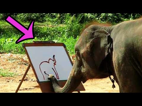 ゾウはどのくらい生きますか