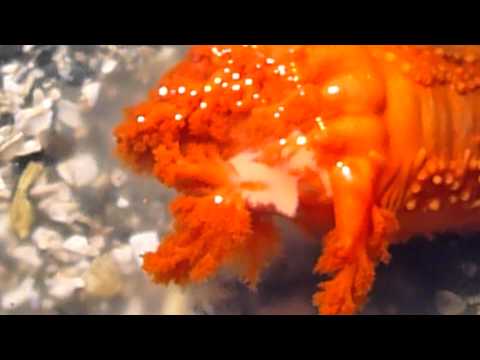 Male Sea Cucumber spawning