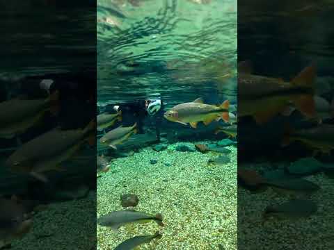 Mergulho no paraíso: as águas cristalinas do Recanto Ecológico Rio da Prata