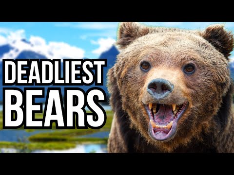 Ranking All 8 Bear Species From Least Deadly To Deadliest