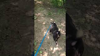 Video preview image #1 American Staffordshire Terrier-Unknown Mix Puppy For Sale in Jackson, MS, USA