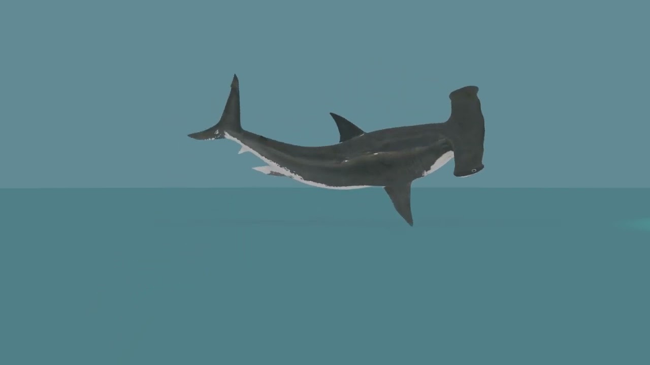 Hammerhead Shark 8K- 3d animated 3D Model