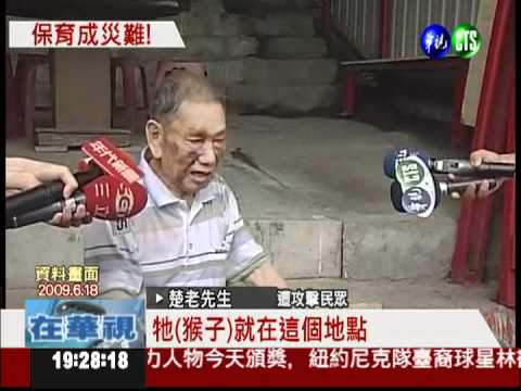 半屏山猴子為患! 抓傷婦人搶餅乾