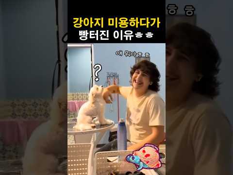 강아지 미용하다가 빵터진 이유ㅎㅎ