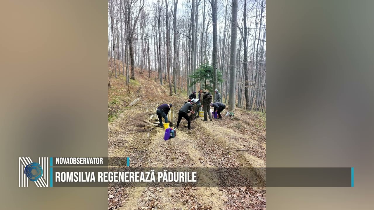 Romsilva regenerează pădurile