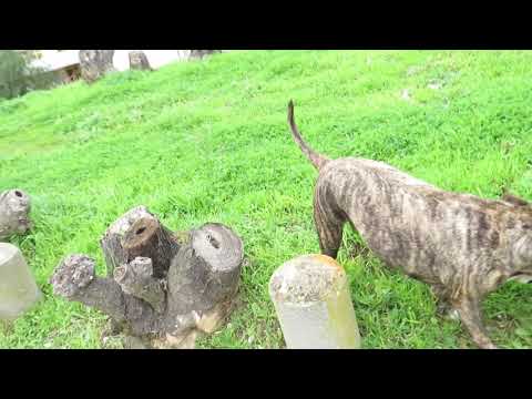 ZECA CM - Só nkre fazi nha vida