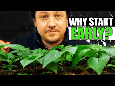 Growing Zucchinis The Right Way Part 1 of 3