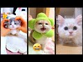 Cat Lover Try Not To Laugh Lifeandcats 3633