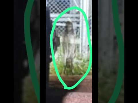 Aparição sobrenatural na área rural da cidade do Alegrete RS.             #sobrenatural #fantasmas #