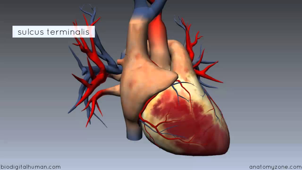 Heart Anatomy - Right Atrium - 3D Anatomy Tutorial