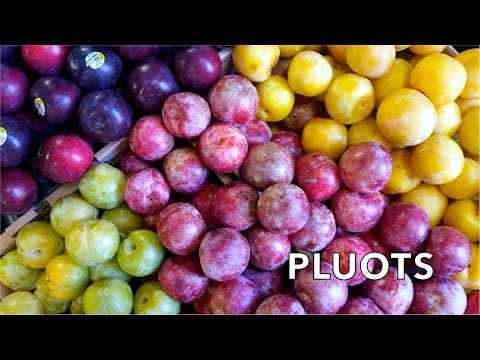 download lagu mp3 mp4 Kinds Of Plums, download lagu Kinds Of Plums gratis, unduh video klip Kinds Of Plums
