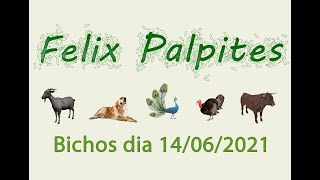Felix Palpites 14/06/2021
