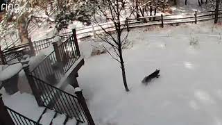 Foxes From a Nearby Den Come Out to Play   RingTV