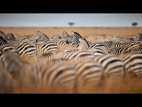 Governors' Camp, Masai Mara video tour thumbnail