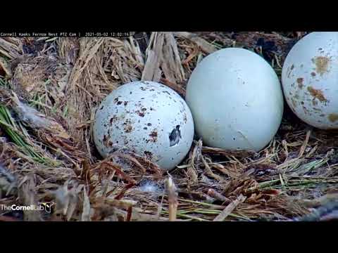 2021 Cornell Red-tailed Hawks Live Cam Highlights May 2 – June 23