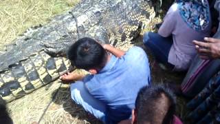 preview picture of video 'Catch Crocodile eating man aceh singkil'