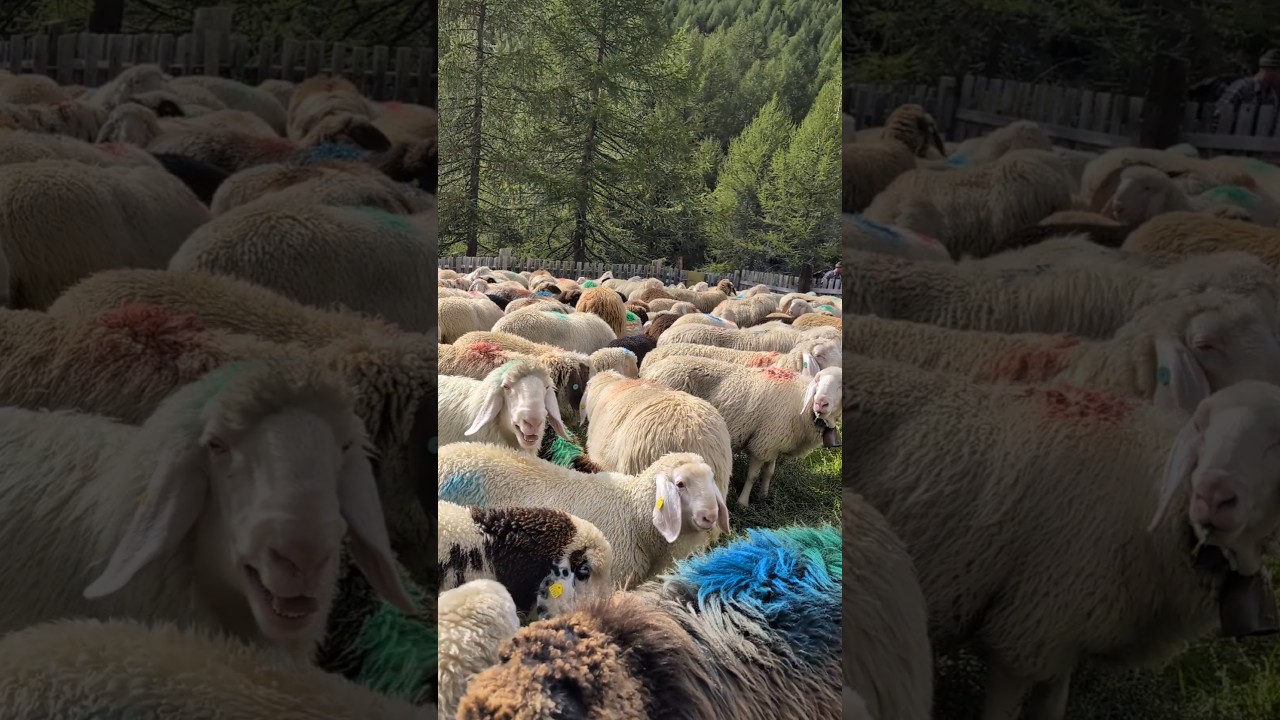 Transhumance della Val Senales | Sheep Herding in Maso Corto | UNESCO recognized event