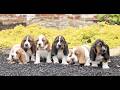 Basset Hound dogs for sale: Lennox  - Video 1