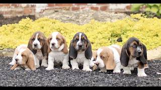 Video preview image #1 Basset Hound Puppy For Sale in BIRD IN HAND, PA, USA