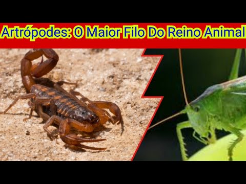 Artrópodes: Características, Fisiologia e Classificação dos Artrópodes (Filo Arthropoda)