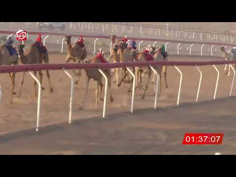 ش 8 (شاهين) لـ سعيد حمد بن مصلح الاحبابي 3:17 ، شارة الصندوق 2026/08/28 فطامين الجبيب
