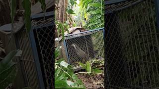 Download lagu JEBAKAN RUAK PALING AMPUH, DIJAMIN TIDAK AKAN LOLOS #ruak2 #ruak #ruakruakgacor mp3