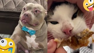 😂 FUNNY AND SWEET 🐶 DOGS CATS AND MORE 🐱 MAKE YOUR DAY AWESOME 🐻