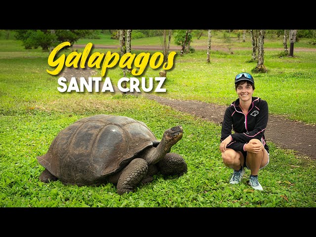 Tartarughe giganti e canyon vulcanici sull'isola di Santa Cruz - Galapagos