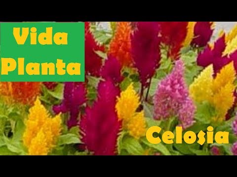download lagu mp3 mp4 Plumero Flor, download mp3 Plumero Flor free downloadn, video klip Plumero Flor
