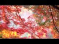 Maples Leaves - Jens Lekman 