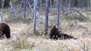 preview picture of video 'Brown Bears, Mother and Cubs Martinselkonen'